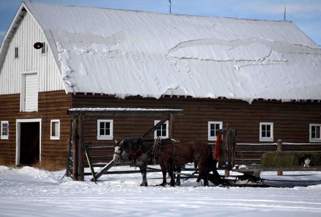 Horses Wait Return To Barn. Photo by Dave Bell.