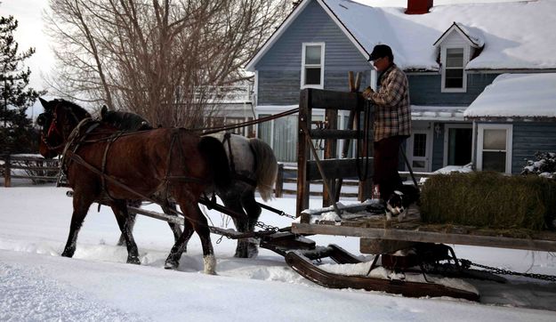 Horse Team Returns From Feeding. Photo by Dave Bell.