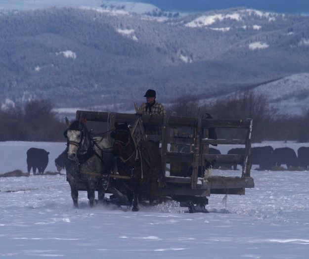 Heading Back To The Barn. Photo by Dave Bell.