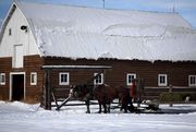Horses Wait Return To Barn. Photo by Dave Bell.