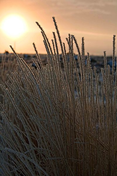 Frosty Grasses. Photo by Dave Bell.