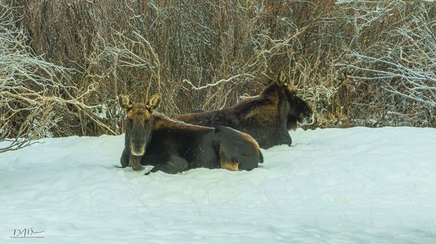 Horns Have Dropped. Photo by Dave Bell.