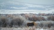 Frosty Willow Moose. Photo by Dave Bell.