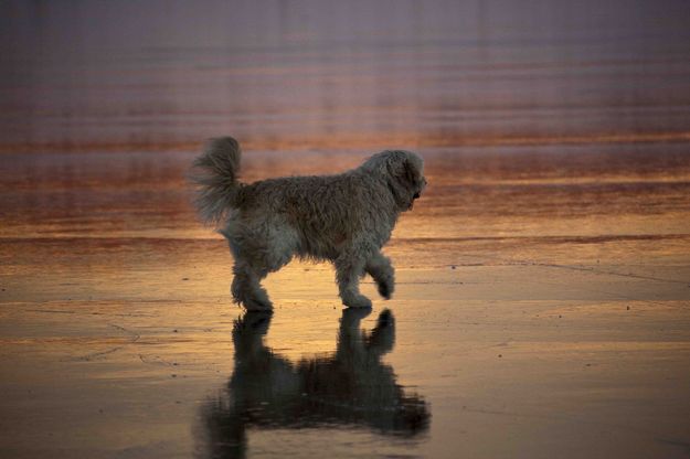 Family Dog. Photo by Dave Bell.