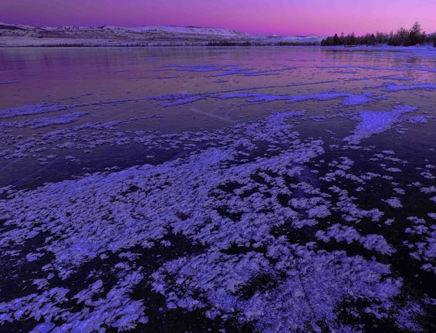 Purple Glow. Photo by Dave Bell.