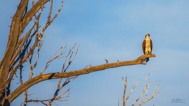 Out On A Limb. Photo by Dave Bell.