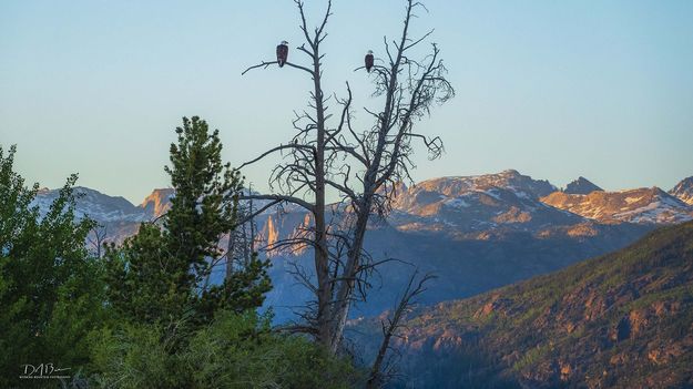 Twin Eagles. Photo by Dave Bell.