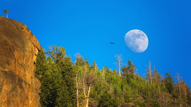 Vulture Moon. Photo by Dave Bell.