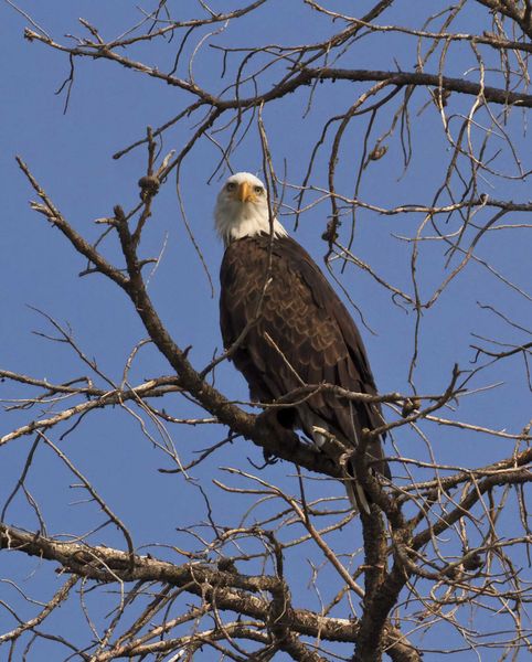 Spotted Me. Photo by Dave Bell.