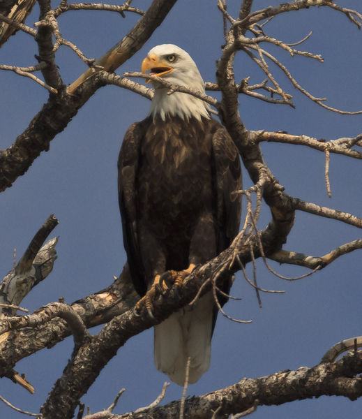 This Darn Branch. Photo by Dave Bell.