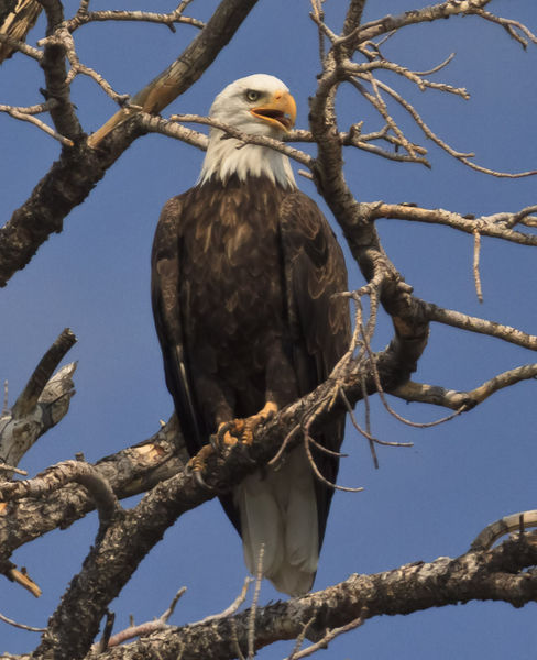 Scolding Me. Photo by Dave Bell.