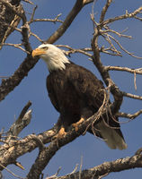 Eagle Eyes. Photo by Dave Bell.