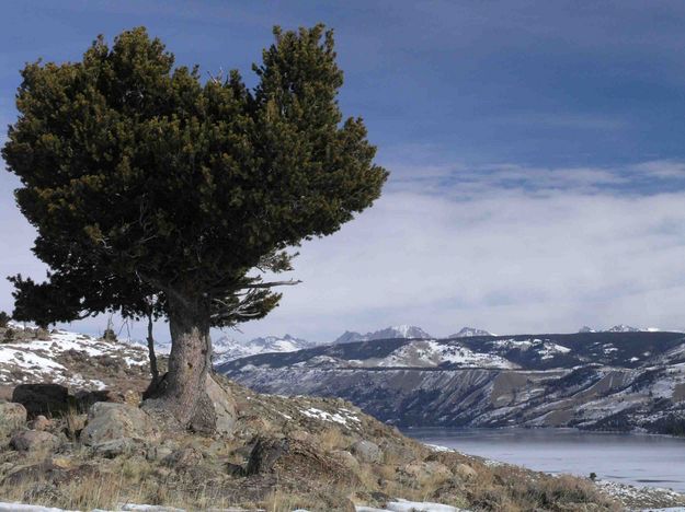 Lone Pine In Difficult Environment. Photo by Dave Bell.