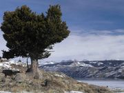 Lone Pine In Difficult Environment. Photo by Dave Bell.