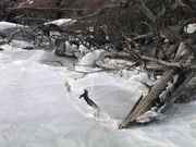 Ice Thicket. Photo by Dave Bell.