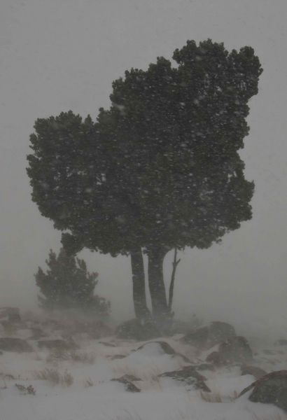 Heavy Snow And Wind. Photo by Dave Bell.