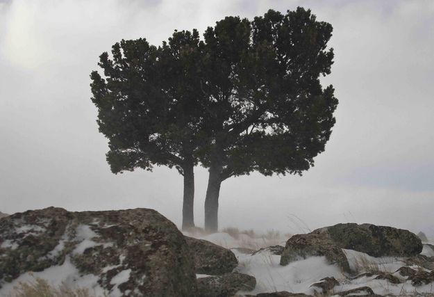 Bristlecone Strong. Photo by Dave Bell.