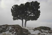 Bristlecone Strong. Photo by Dave Bell.