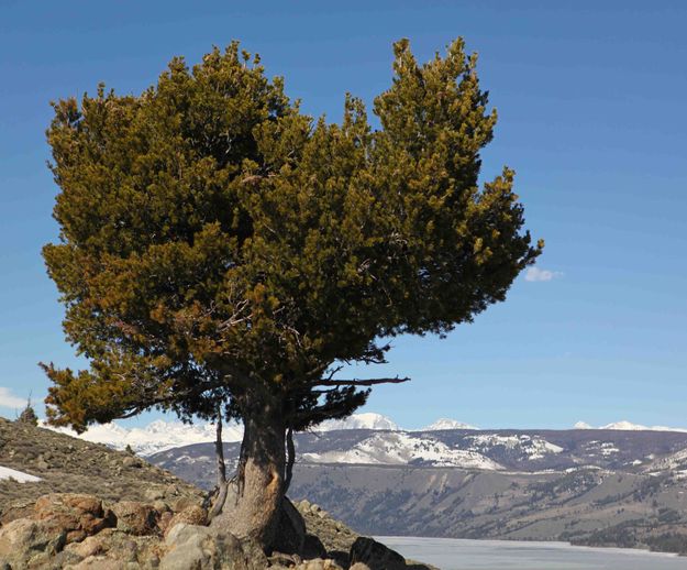 Beautiful Ridgeline Tree. Photo by Dave Bell.