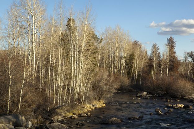 Pine Creek Below The Dam. Photo by Dave Bell.