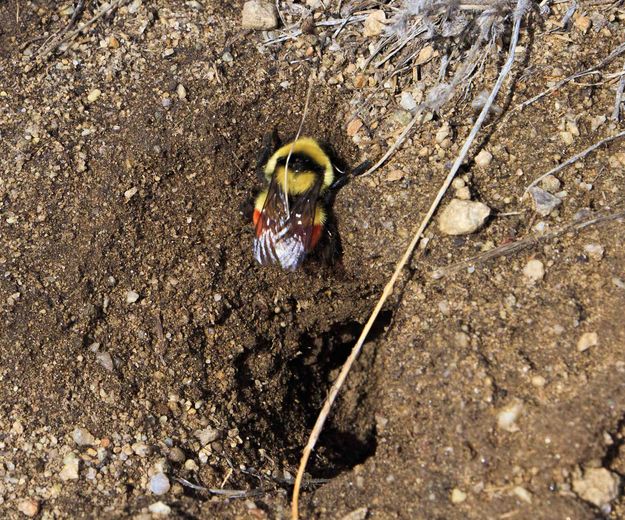 Bombus Ternarius. Photo by Dave Bell.