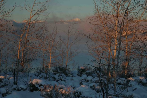 Lit Aspens. Photo by Dave Bell.