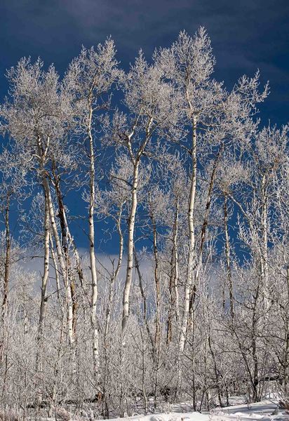 Frosty. Photo by Dave Bell.