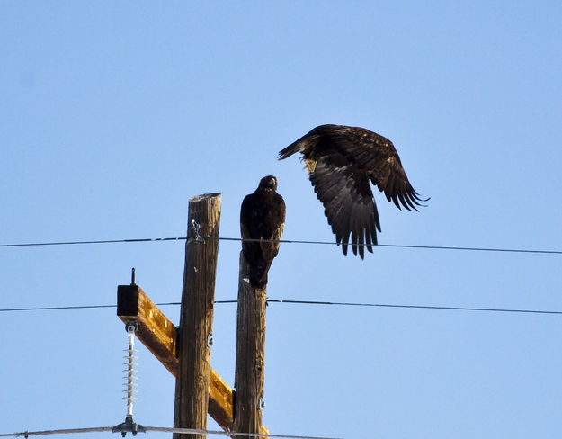 Two Golden Eagles. Photo by Dave Bell.