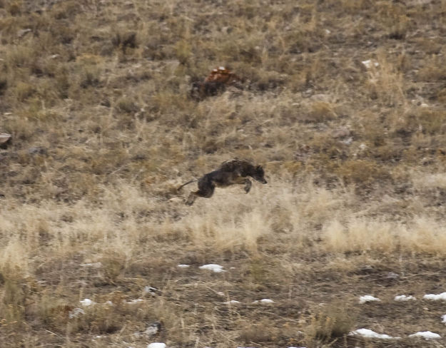 Coyote Working Hard!. Photo by Dave Bell.