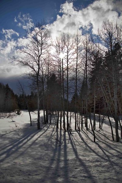 Winter Aspen. Photo by Dave Bell.