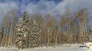 Beautiful Winter. Photo by Dave Bell.