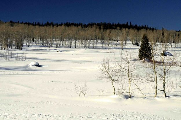 Snowy Untracked Meadow. Photo by Dave Bell.