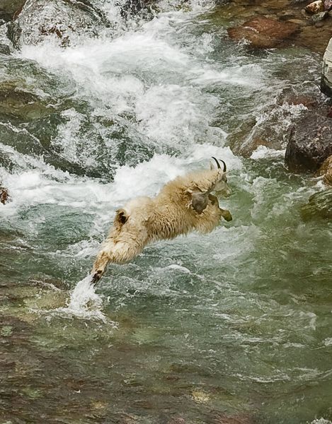 Mountain Goat Jumping Creek At Goatlick. Photo by Dave Bell.