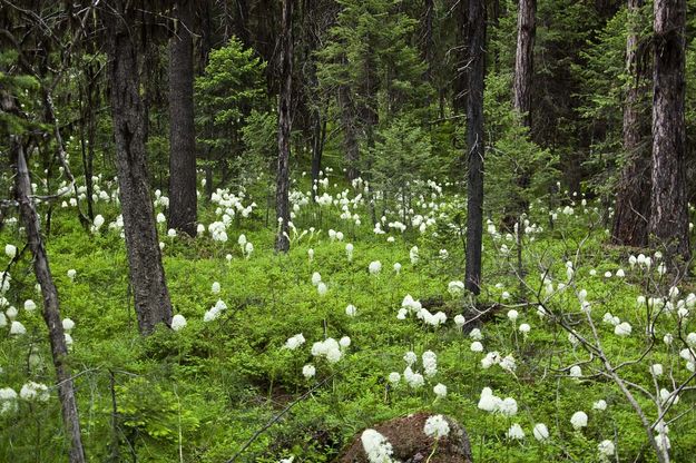 Beargrass--Its An Abundant Year. Photo by Dave Bell.