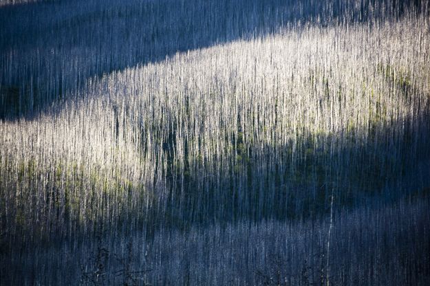 Porcupine Back--Fires of 2003. Photo by Dave Bell.