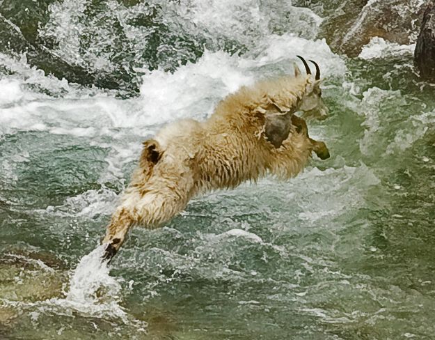 Jumping Goat. Photo by Dave Bell.