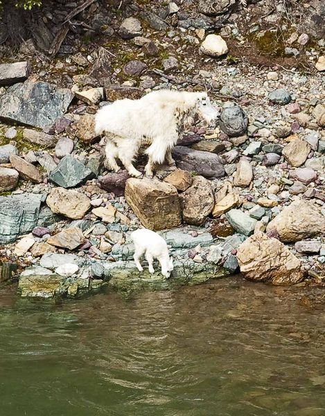 Momma And Her Baby. Photo by Dave Bell.