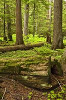 Rotting Log Near Trail Of The Cedars. Photo by Dave Bell.