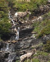 Mountain Sheep Near Logan Pass. Photo by Dave Bell.