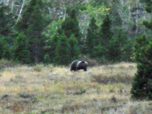 Grizzly At Swiftcurrent, Photo By Donner Bell. Photo by Dave Bell.