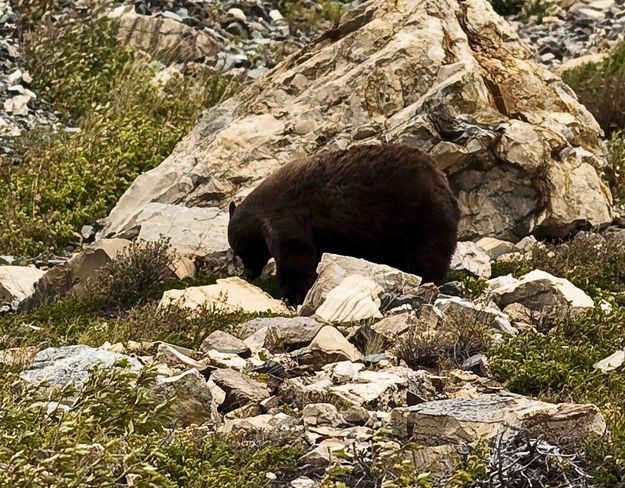 Brown Bear. Photo by Dave Bell.