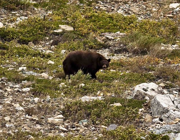 Brown Bear Face. Photo by Dave Bell.