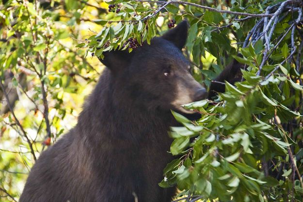 Goin For The Berries. Photo by Dave Bell.