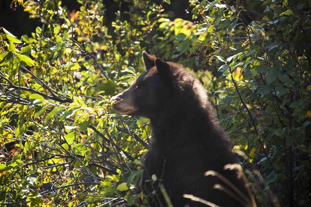 Little Black Bear. Photo by Dave Bell.