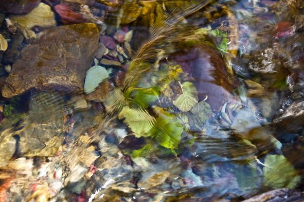 Colorful Ptarmigan Creek Creekbottom. Photo by Dave Bell.