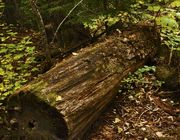 Cedar Log At Trail Of The Cedars. Photo by Dave Bell.
