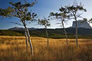 Five Aspen And Chief Mountain. Photo by Dave Bell.