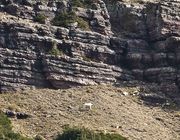 Lone Mountain Goat Grazing Near Ptarmigan Lake. Photo by Dave Bell.