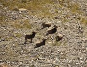 Five Rams In Swiftcurrent Cirque. Photo by Dave Bell.