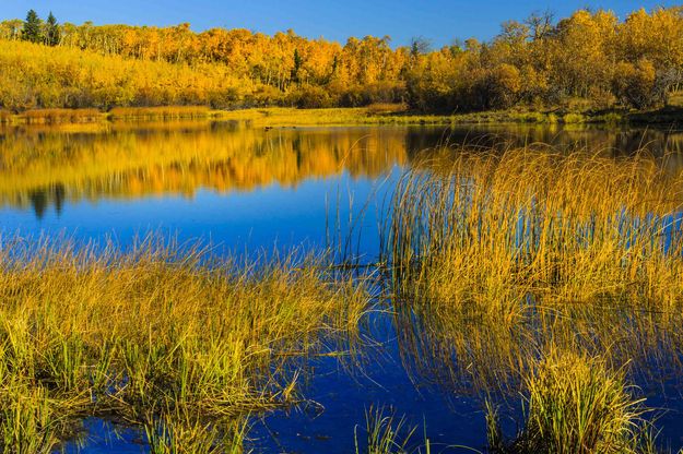 Peaceful Pond. Photo by Dave Bell.